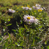 Review photo of Gunnison National Forest Lake Irwin Campground by Katelyn M., March 22, 2018