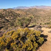 Review photo of Black Rock Campground — Joshua Tree National Park by Joy C., July 25, 2020