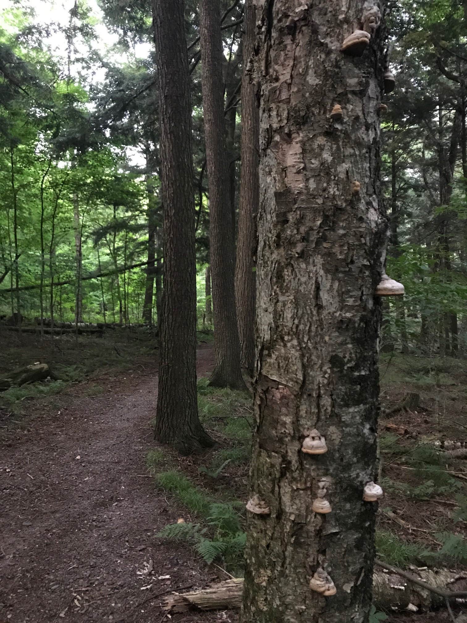 Camper-submitted photo at Lake of the Pines Campground — Flambeau River State Forest near Park Falls, WI