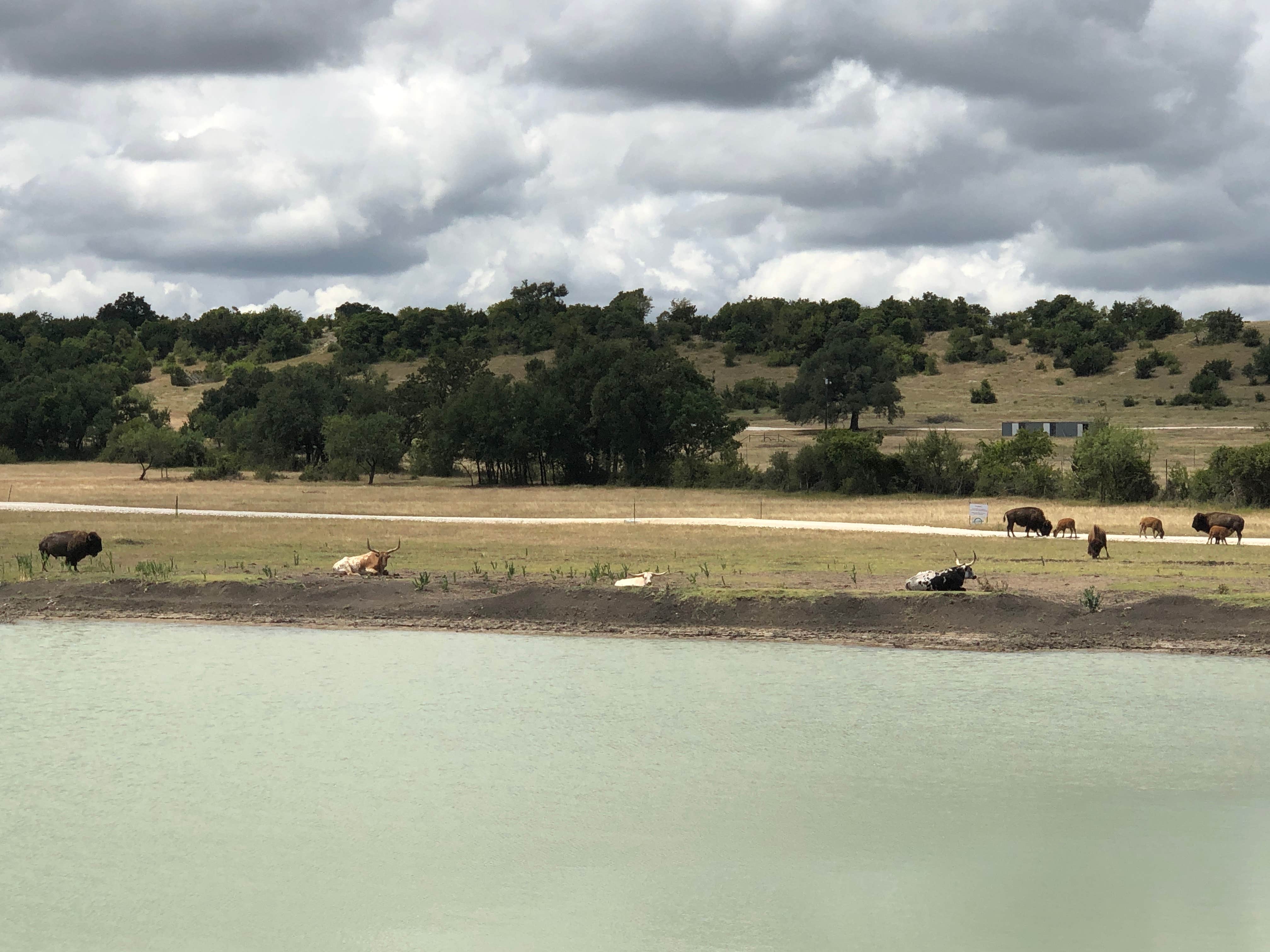 Camper-submitted photo at Buena Vista Wildlife Safari and RV Park near Belton, TX