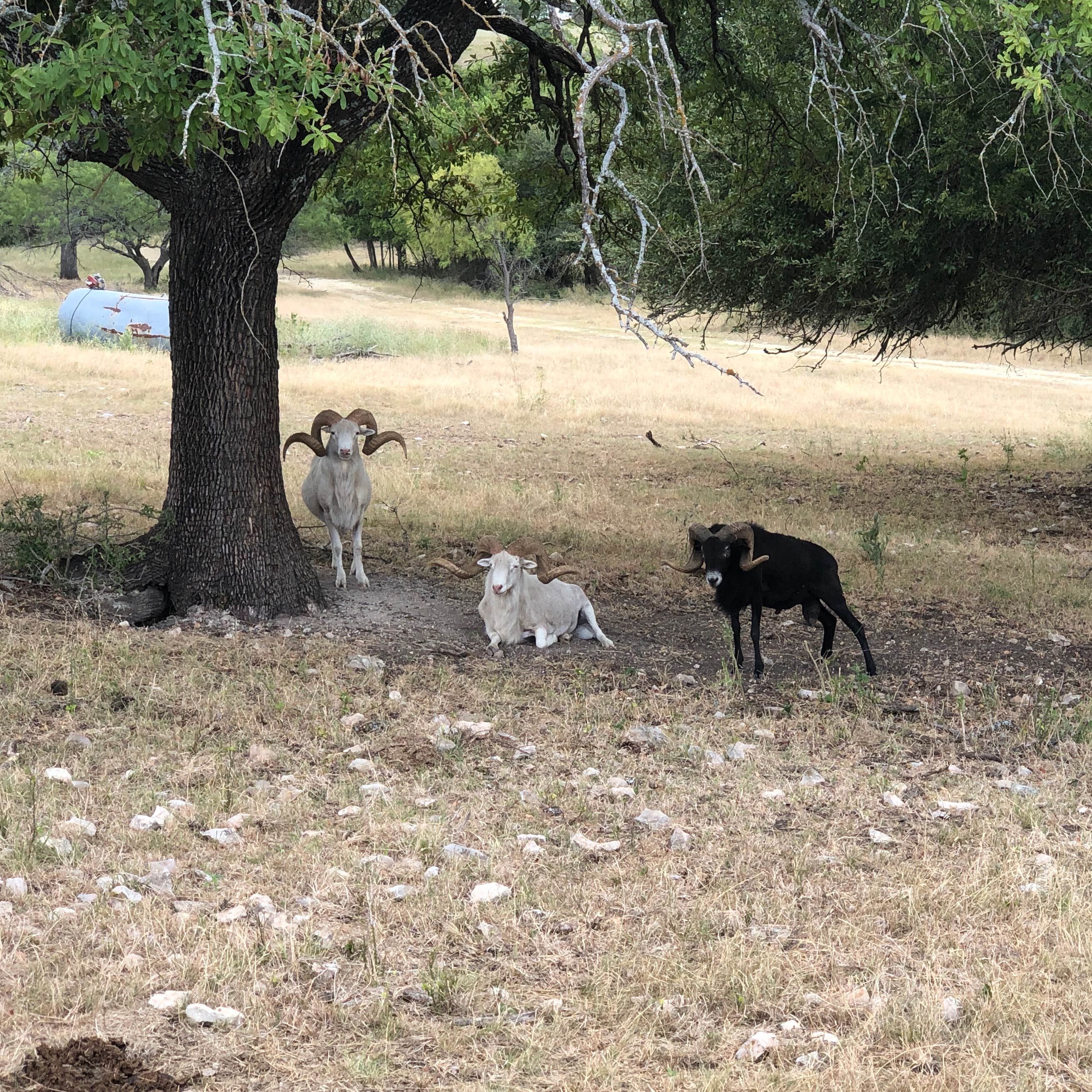 Buena Vista Wildlife Safari and RV Park Camping | The Dyrt