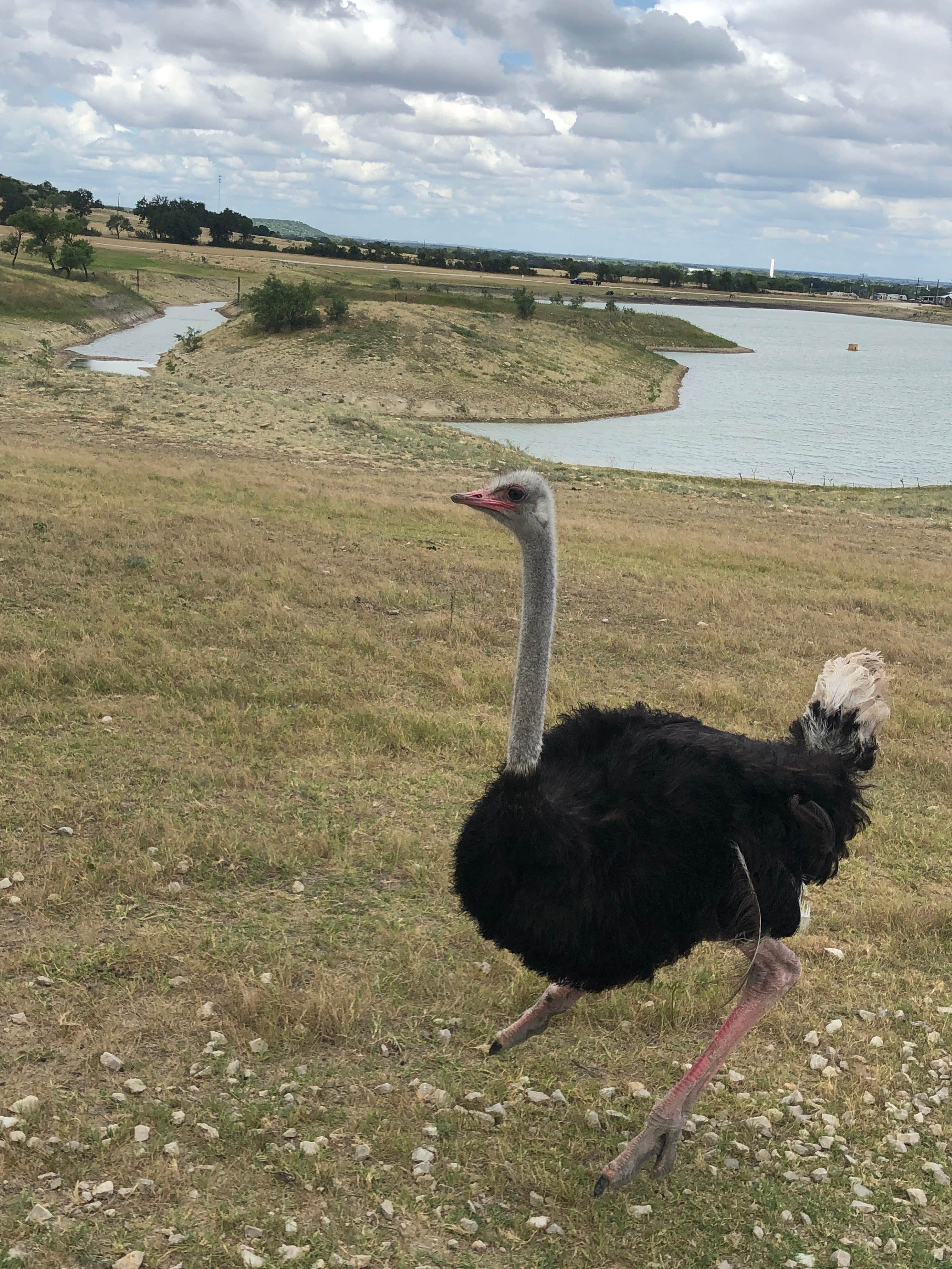 Camper-submitted photo at Buena Vista Wildlife Safari and RV Park near Lampasas, TX