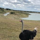 Review photo of Buena Vista Wildlife Safari and RV Park by Chris P., July 25, 2020