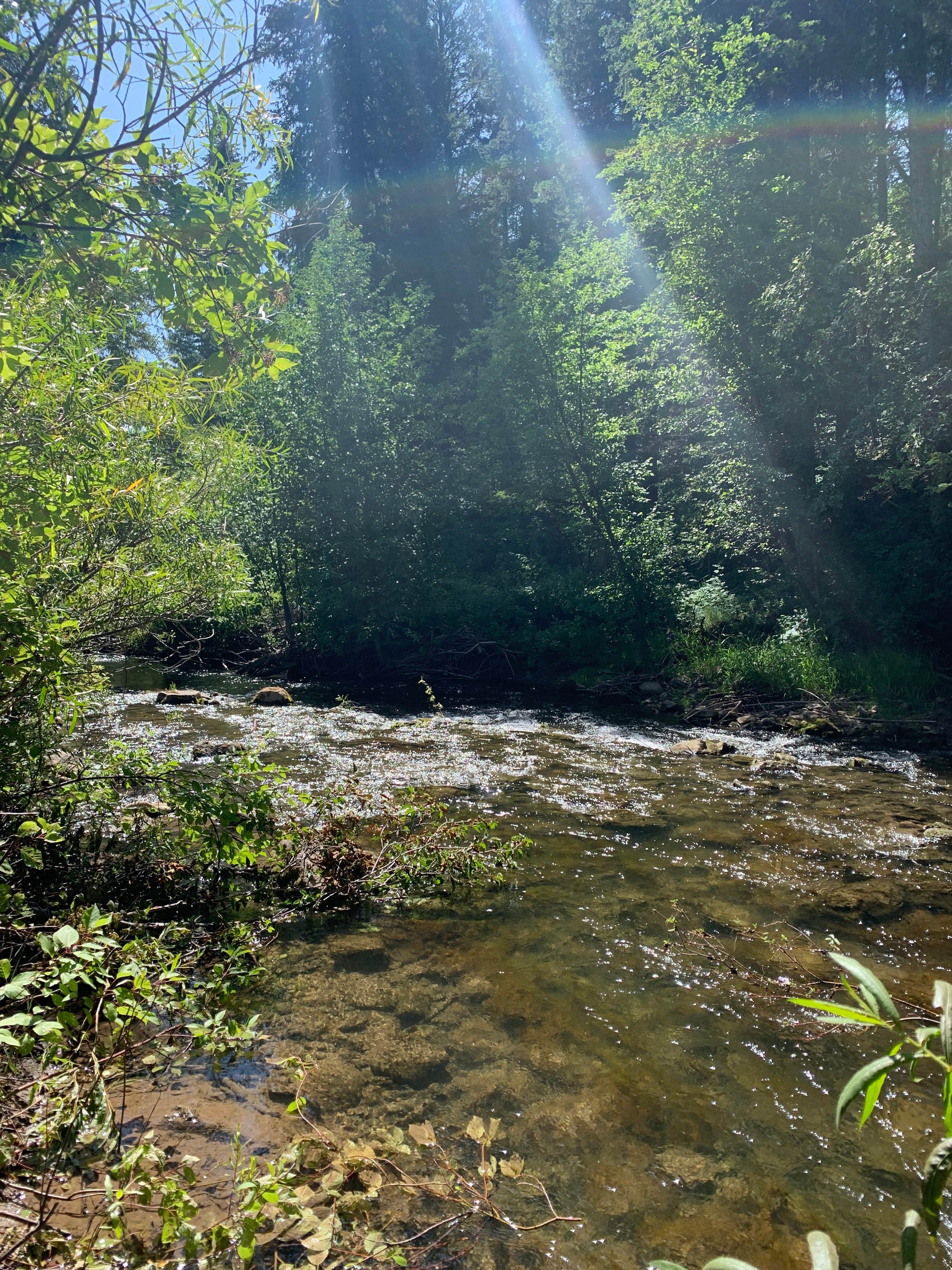 Camper submitted image from Targhee National Forest Tincup Campground - 2