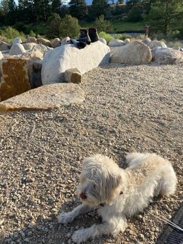Rebeca H.'s photo of camping with pets at Ruby Mountain Campground — Arkansas Headwaters Recreation Area near Buena Vista, CO