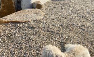 Rebeca H.'s photo of camping with pets at Ruby Mountain Campground — Arkansas Headwaters Recreation Area near Buena Vista, CO