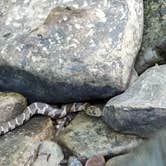 Review photo of Shawnee State Park Campground by Christopher F., July 25, 2020