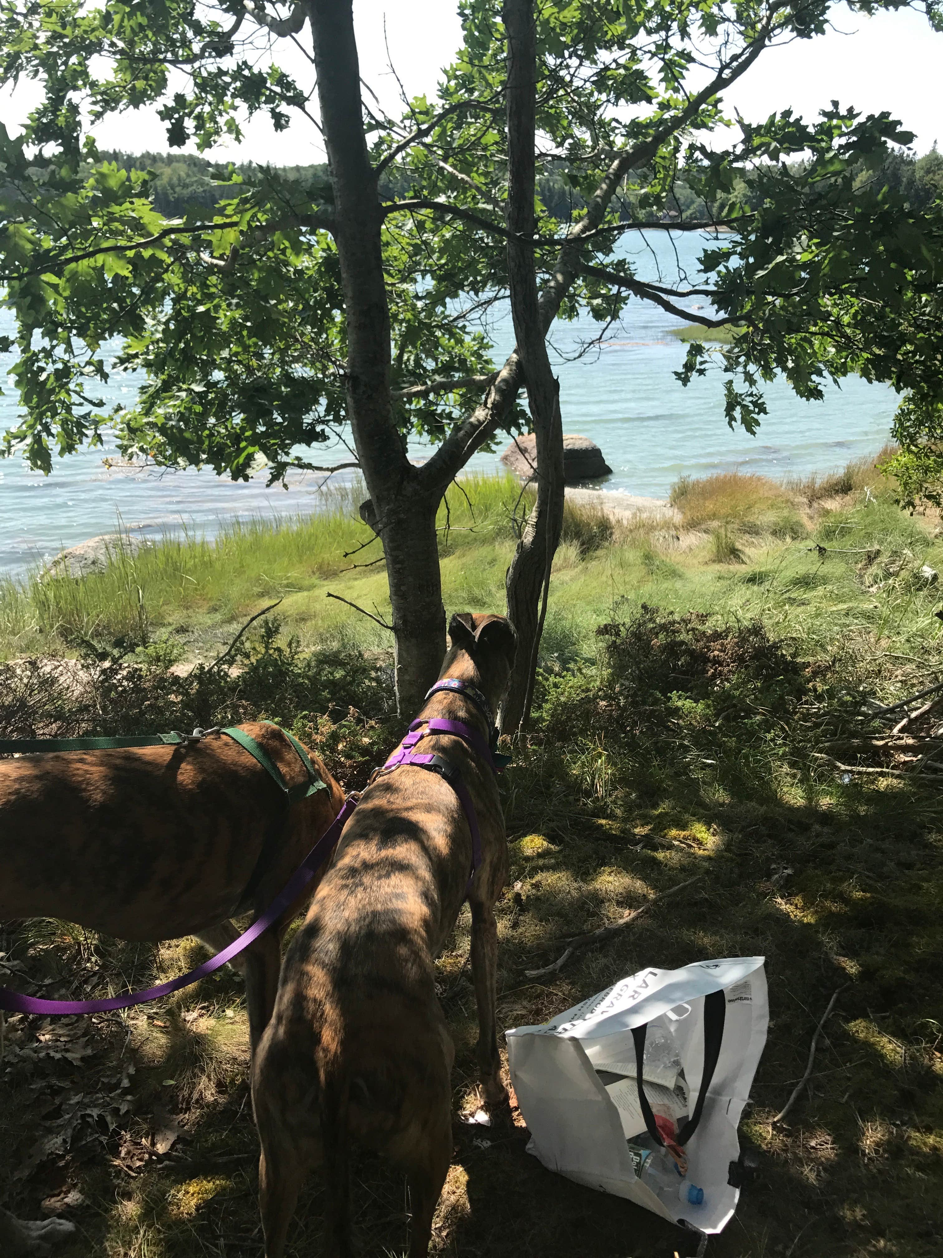 Andrea A.'s photo of camping with pets at Old Quarry Ocean Adventures (PERMANENTLY CLOSED) near Stonington, ME