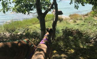 Andrea A.'s photo of camping with pets at Old Quarry Ocean Adventures (PERMANENTLY CLOSED) near Owls Head, ME