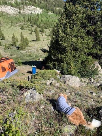 Lila L.'s photo of tent camping at Portal Campground near Buena Vista, CO