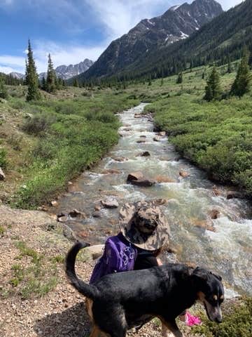 Lila L.'s photo of camping with pets at Portal Campground near Aspen, CO