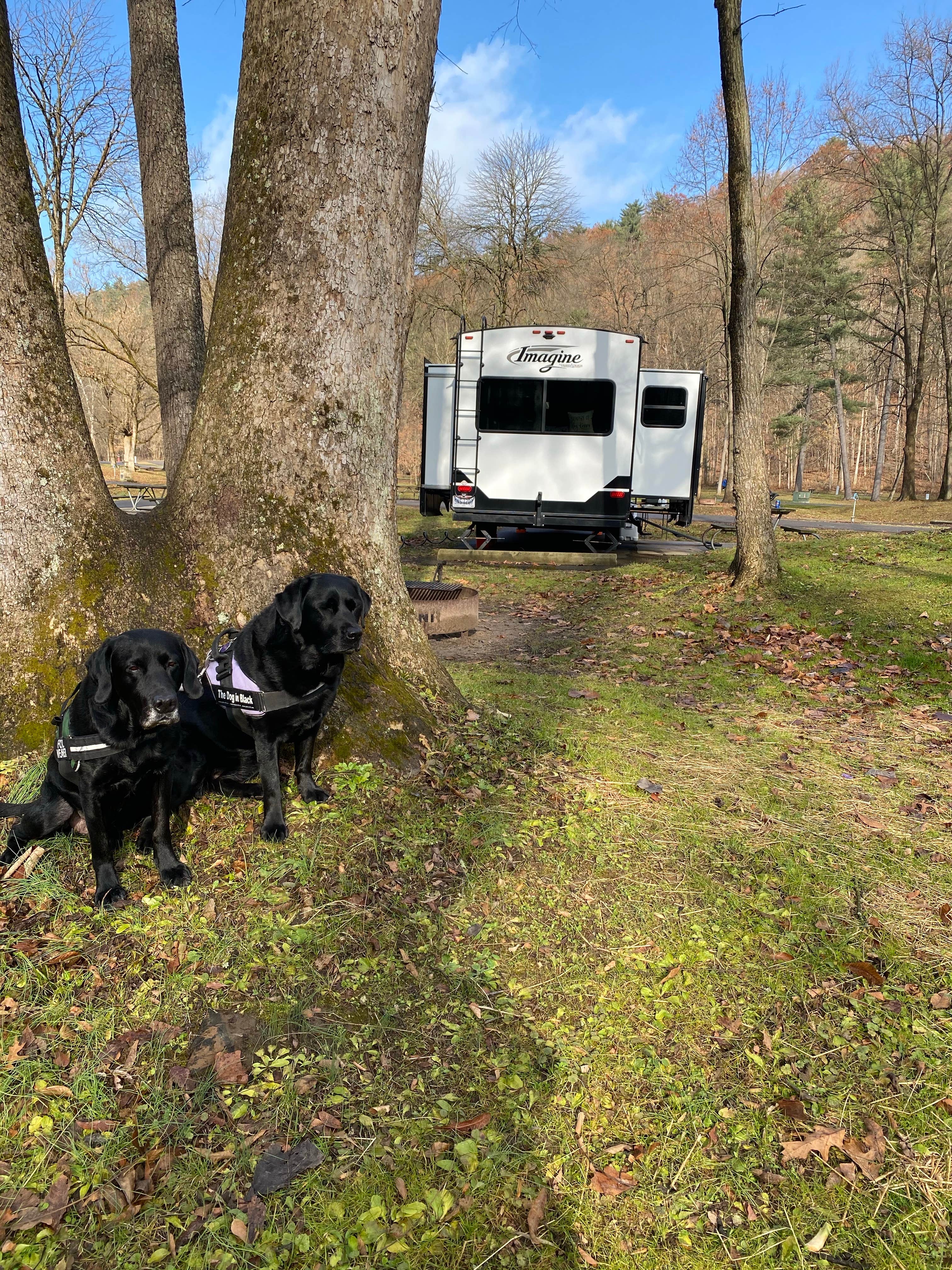 Andrea F.'s photo of camping with pets at Mohican State Park Campground near Galena, OH