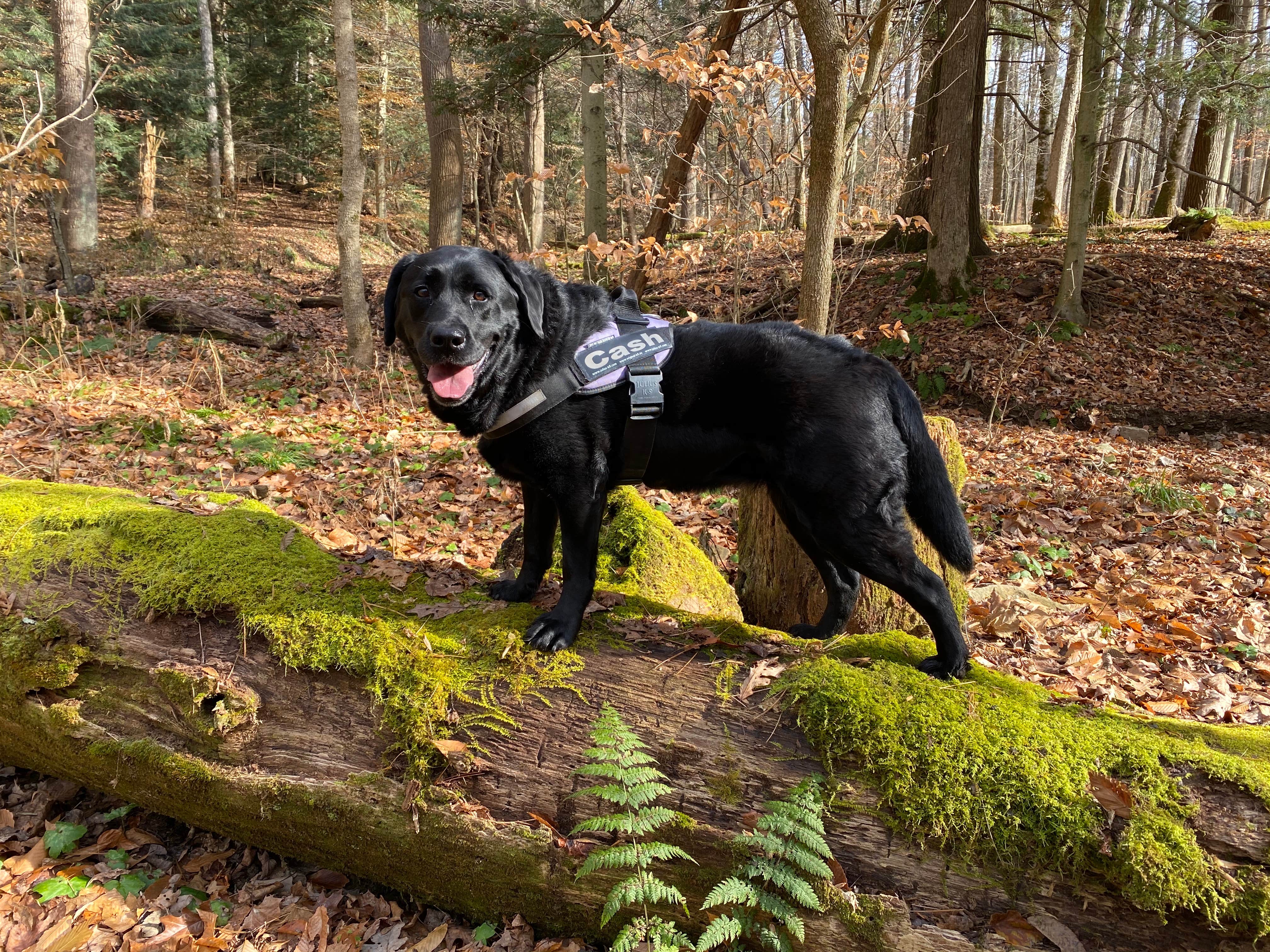 Andrea F.'s photo of camping with pets at Mohican State Park Campground near Chesterville, OH