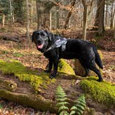 Review photo of Mohican State Park Campground by Andrea F., June 19, 2020