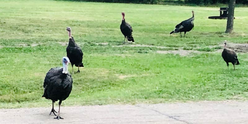 Camper submitted image from Indian Memorial