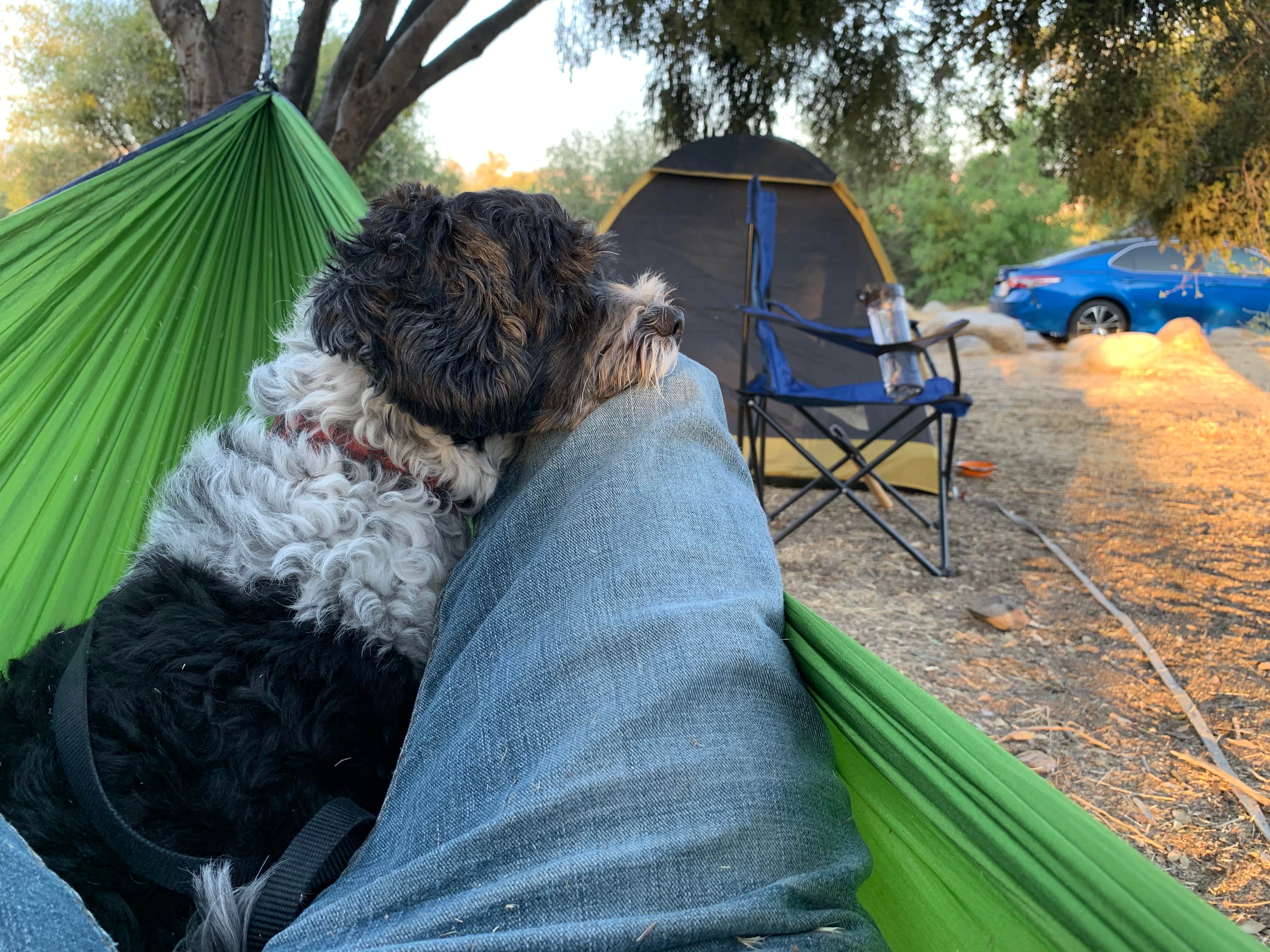 Salem L.'s photo of tent camping at Lower Campground near Pixley, CA