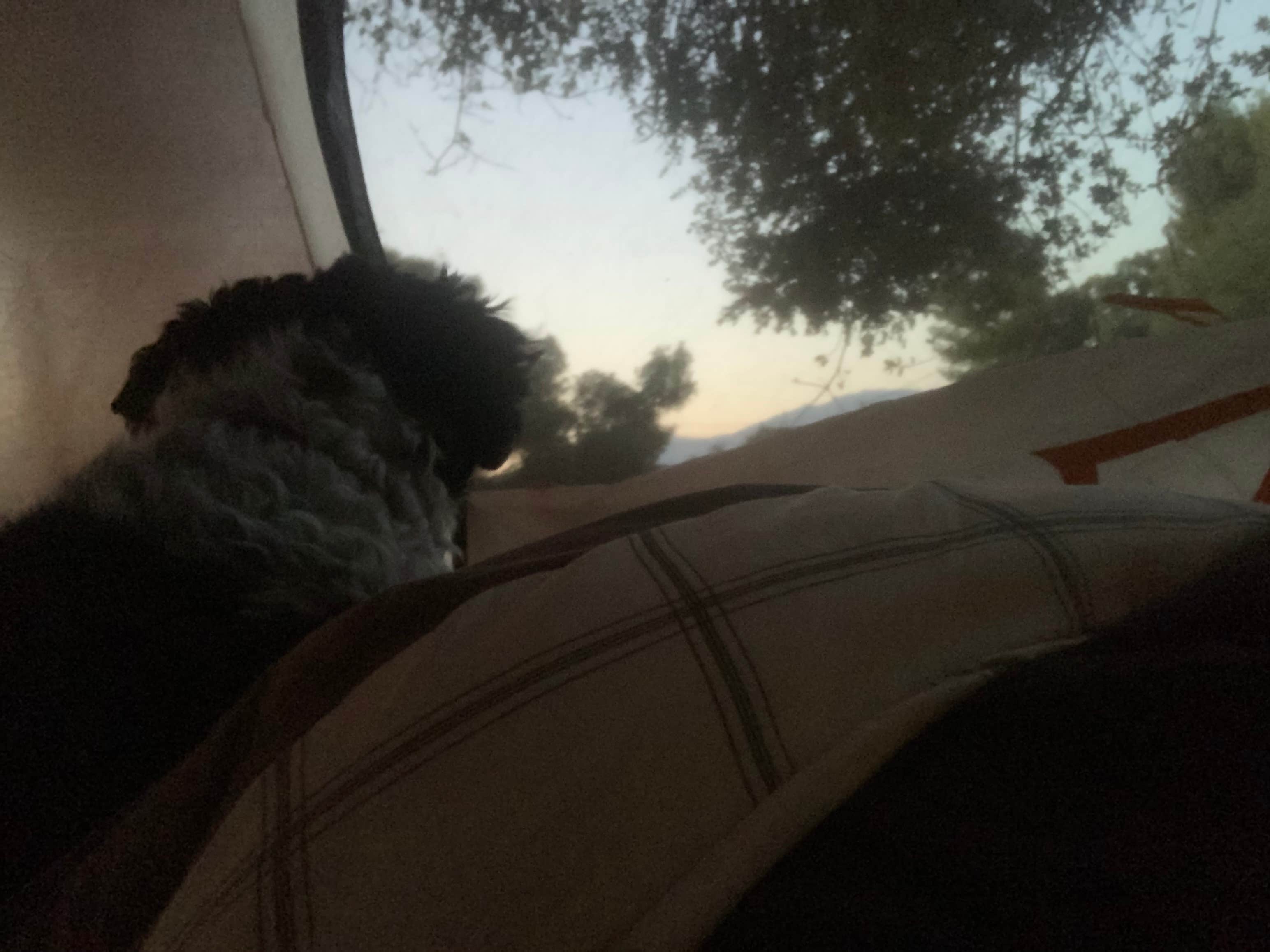 Salem L.'s photo of camping with pets at Lower Campground near Sunland, CA