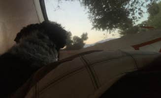 Salem L.'s photo of camping with pets at Lower Campground near Posey, CA