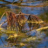 Review photo of Elmwood Recreation Area by Shari  G., March 25, 2018