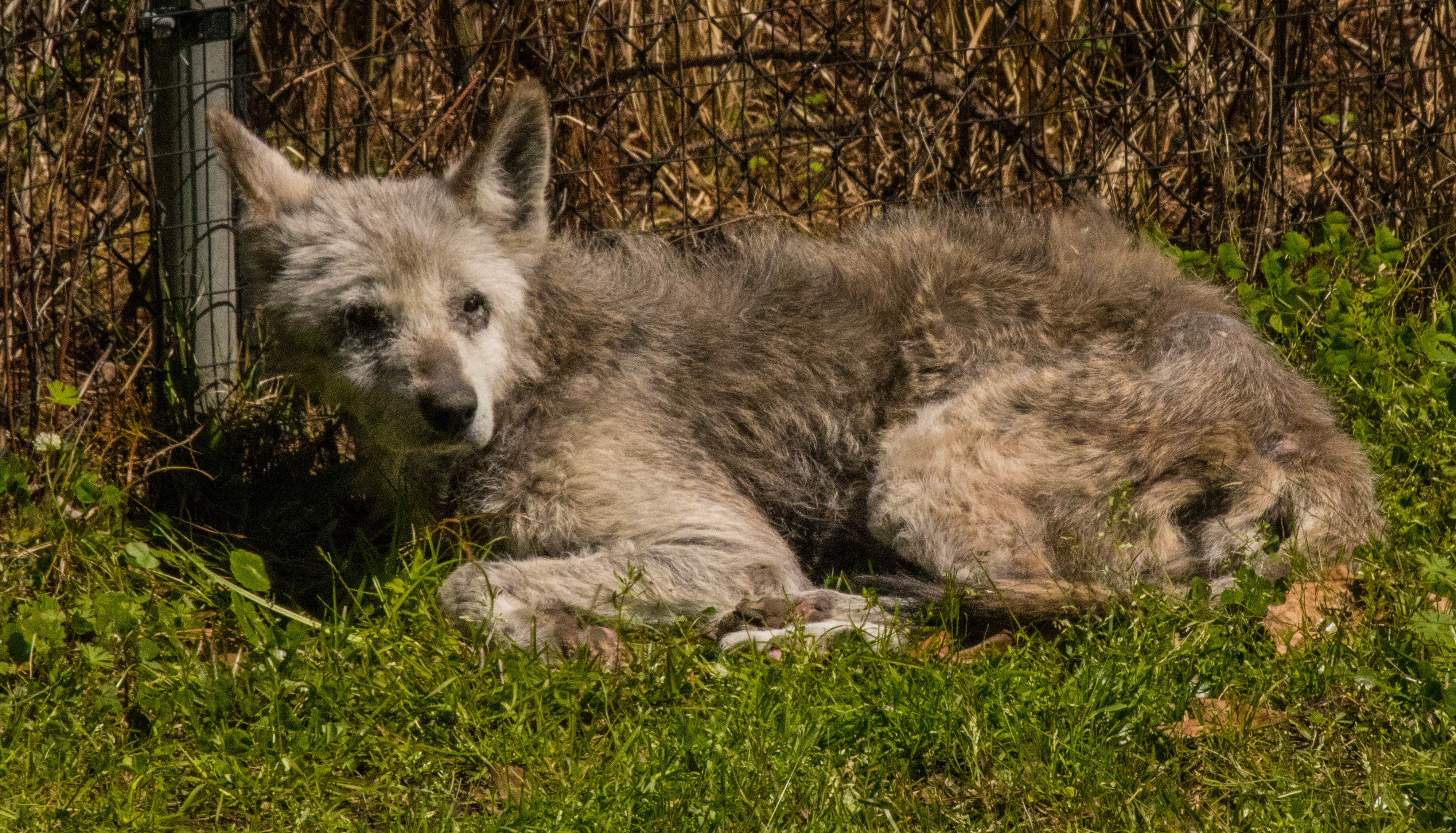 Shari  G.'s photo of camping with pets at Elmwood Recreation Area near Murrells Inlet, SC