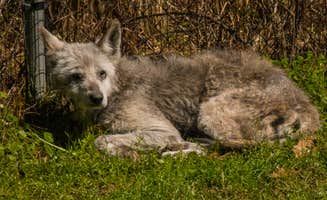 Shari  G.'s photo of camping with pets at Elmwood Recreation Area near Cordesville, SC