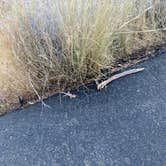 Review photo of Snow Canyon State Park Campground by Elizabeth G., July 26, 2020