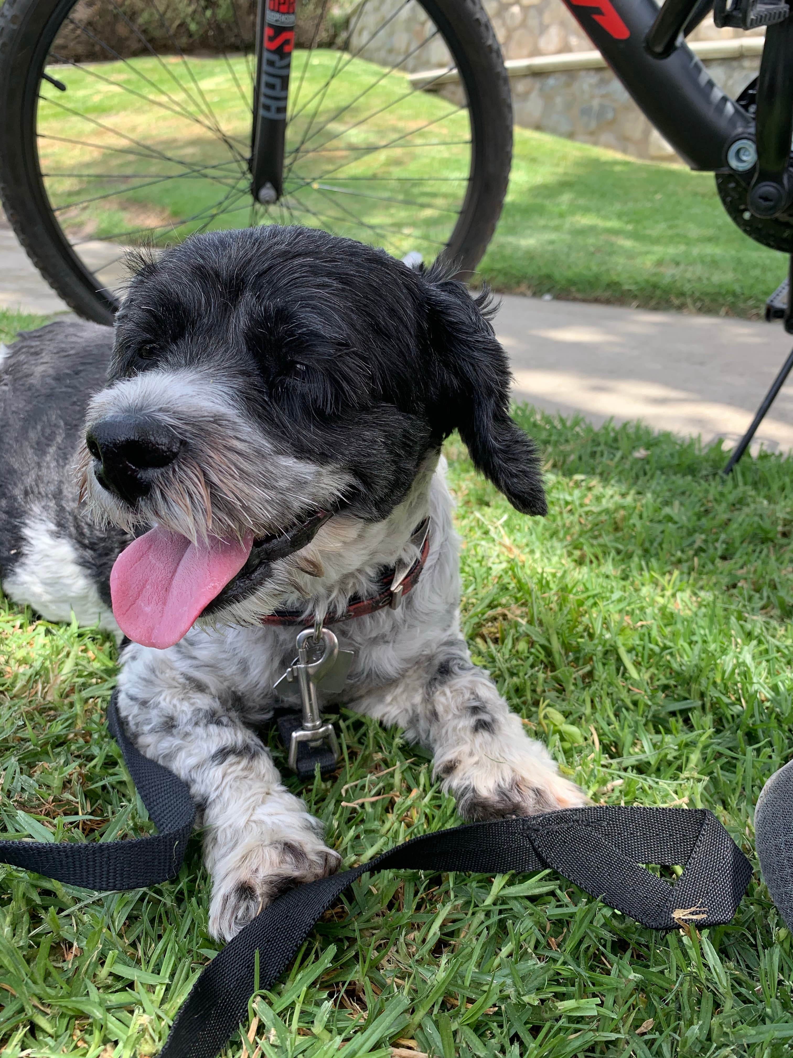Salem L.'s photo of camping with pets at Bonelli Bluffs near Pasadena, CA