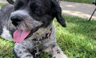 Salem L.'s photo of camping with pets at Bonelli Bluffs near San Gabriel, CA