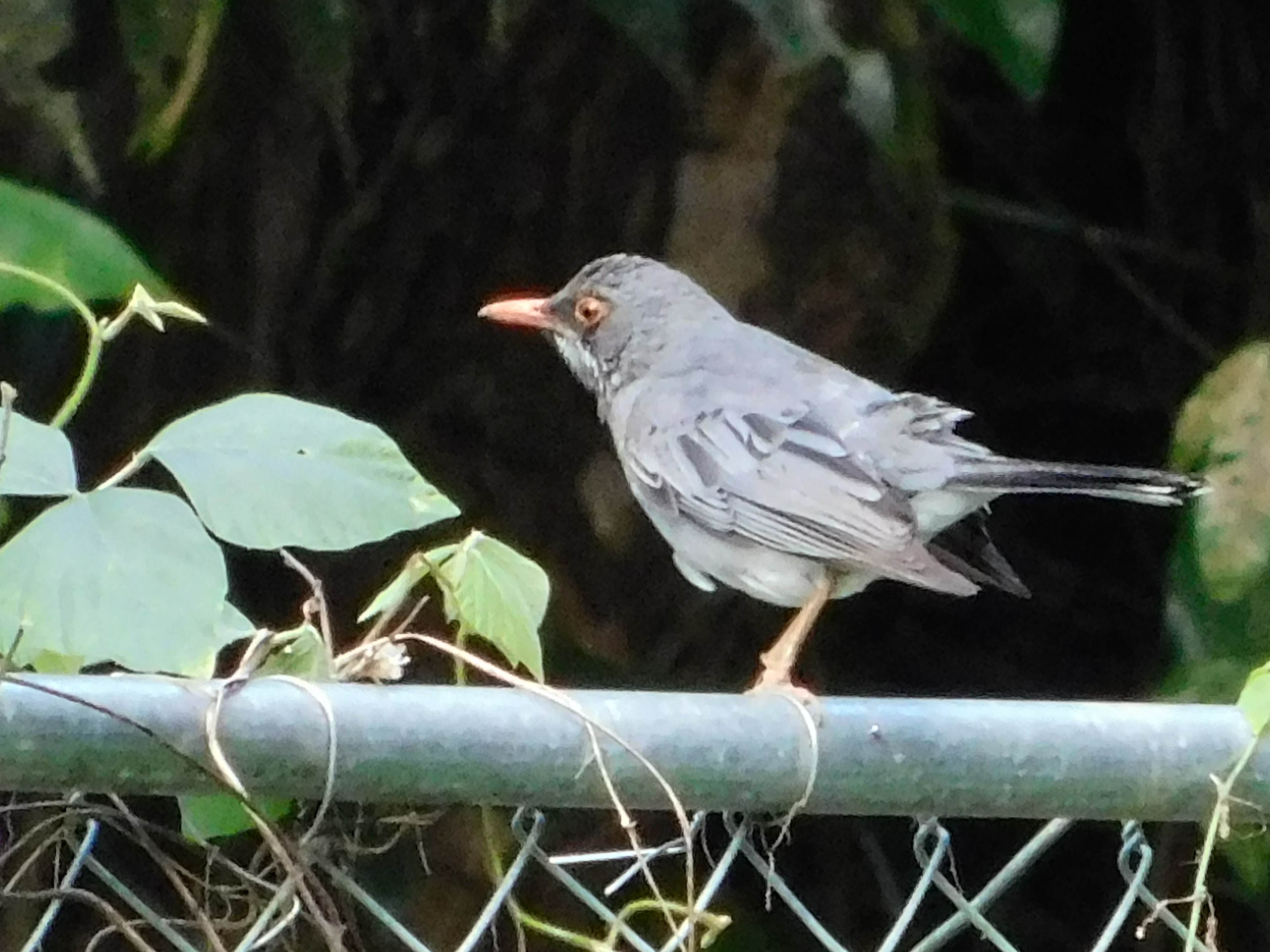 Camper-submitted photo at Hacienda Monte Rey in Puerto Rico