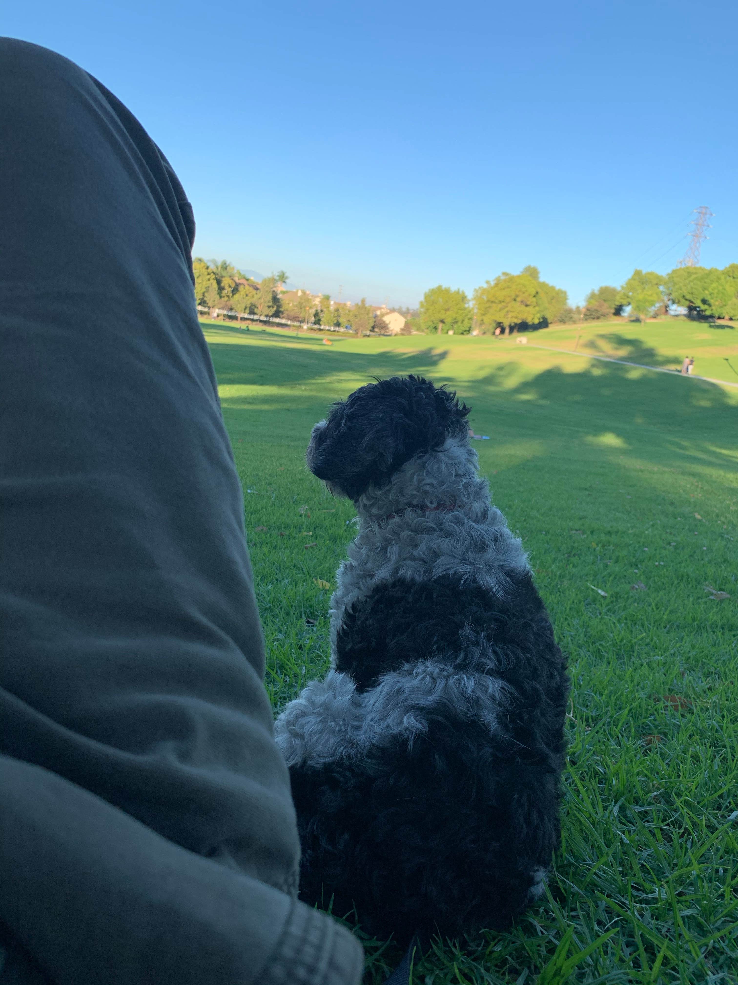 Salem L.'s photo of camping with pets at Rolling M. Ranch Campground — Chino Hills State Park near Fontana, CA
