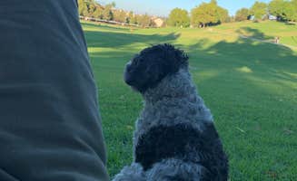 Salem L.'s photo of camping with pets at Rolling M. Ranch Campground — Chino Hills State Park near Irvine, CA