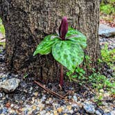 Review photo of Oconee River Campground by Shari  G., March 25, 2018