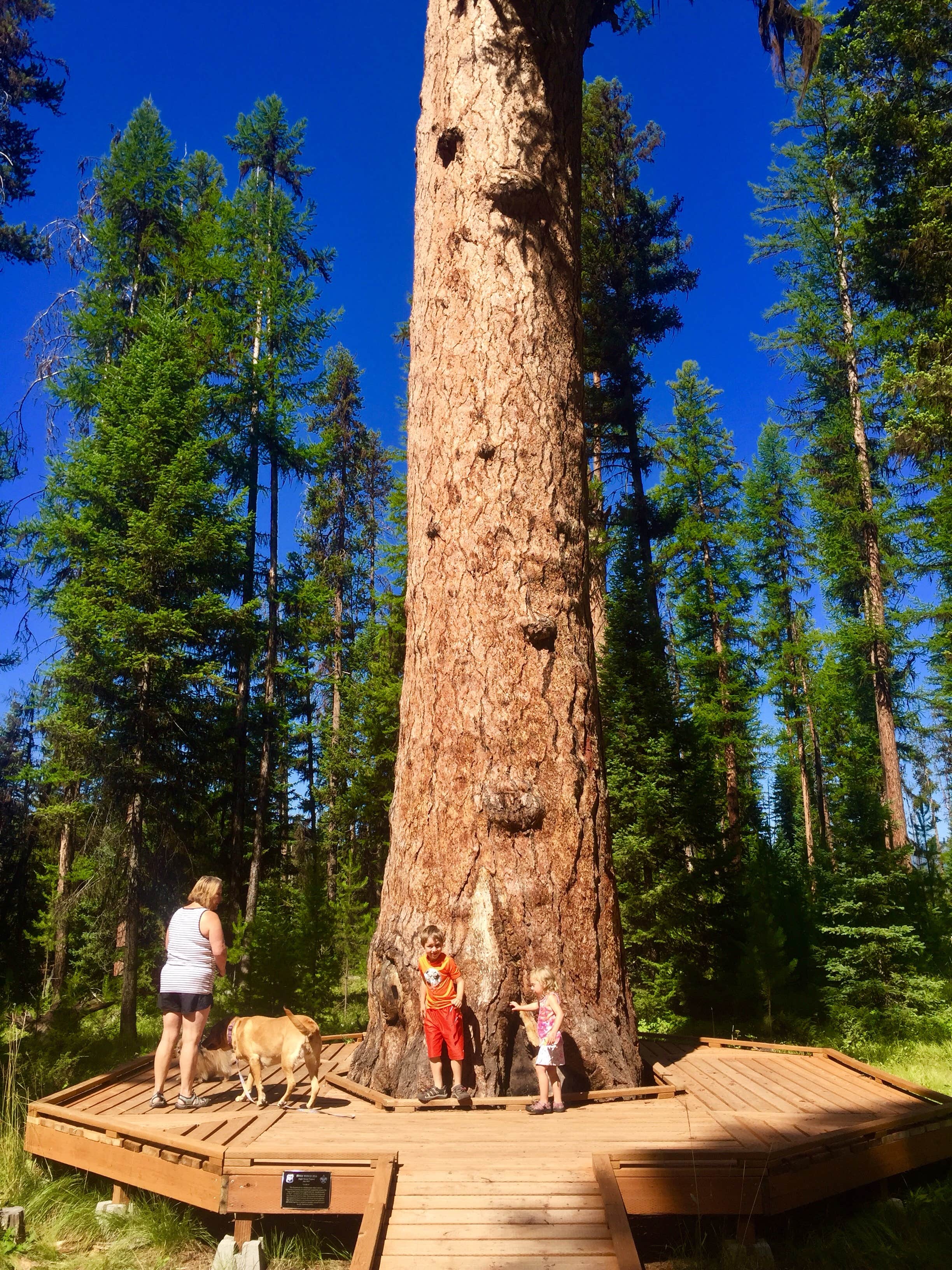 Camper submitted image from River Point Lolo Campground (Mt) — Lolo National Forest - 5