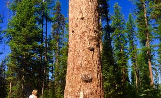 Joe H.'s photo of camping with pets at River Point Lolo Campground (Mt) — Lolo National Forest near Seeley Lake, MT