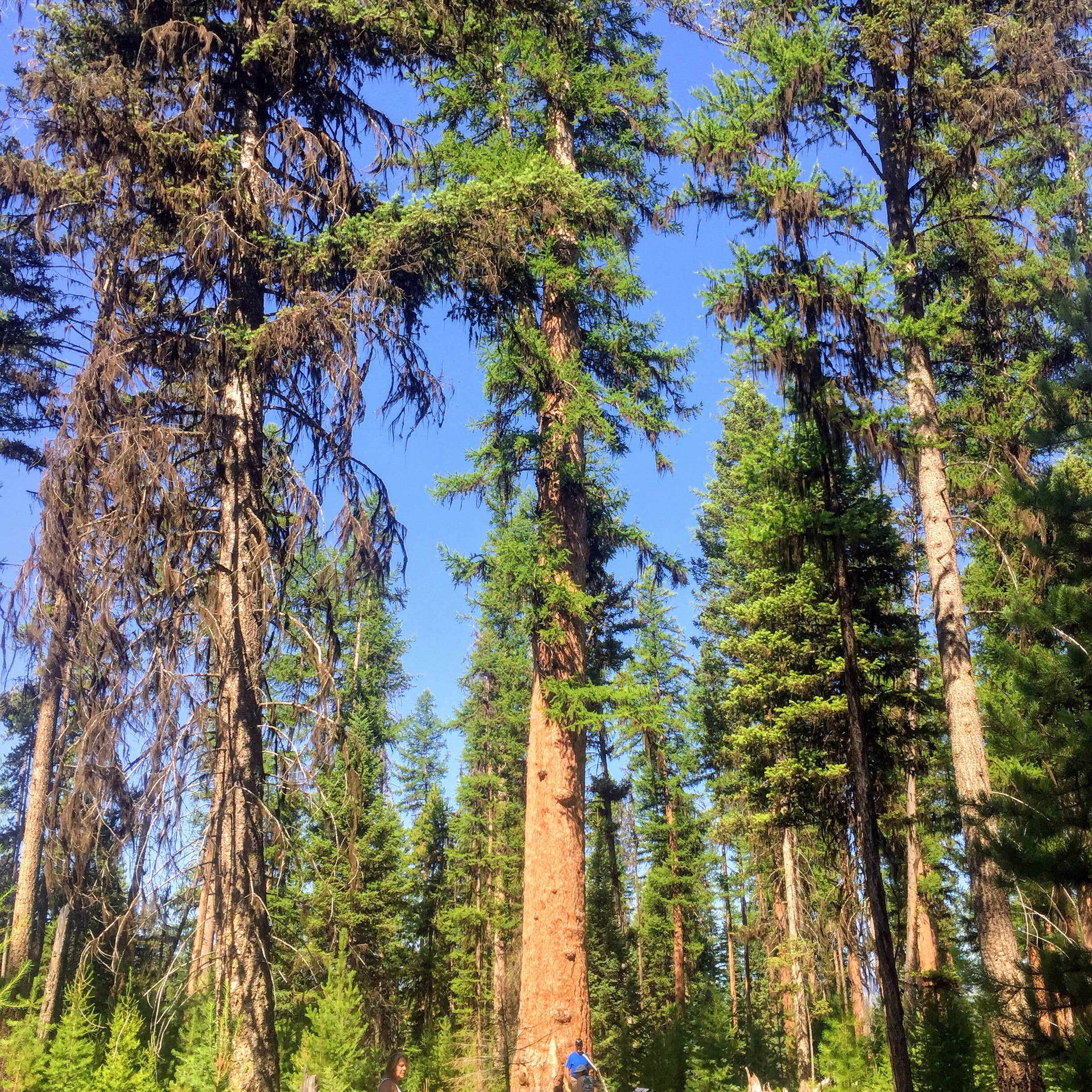 Escape to Montana River Point Campground: Where the River Meets Adventure