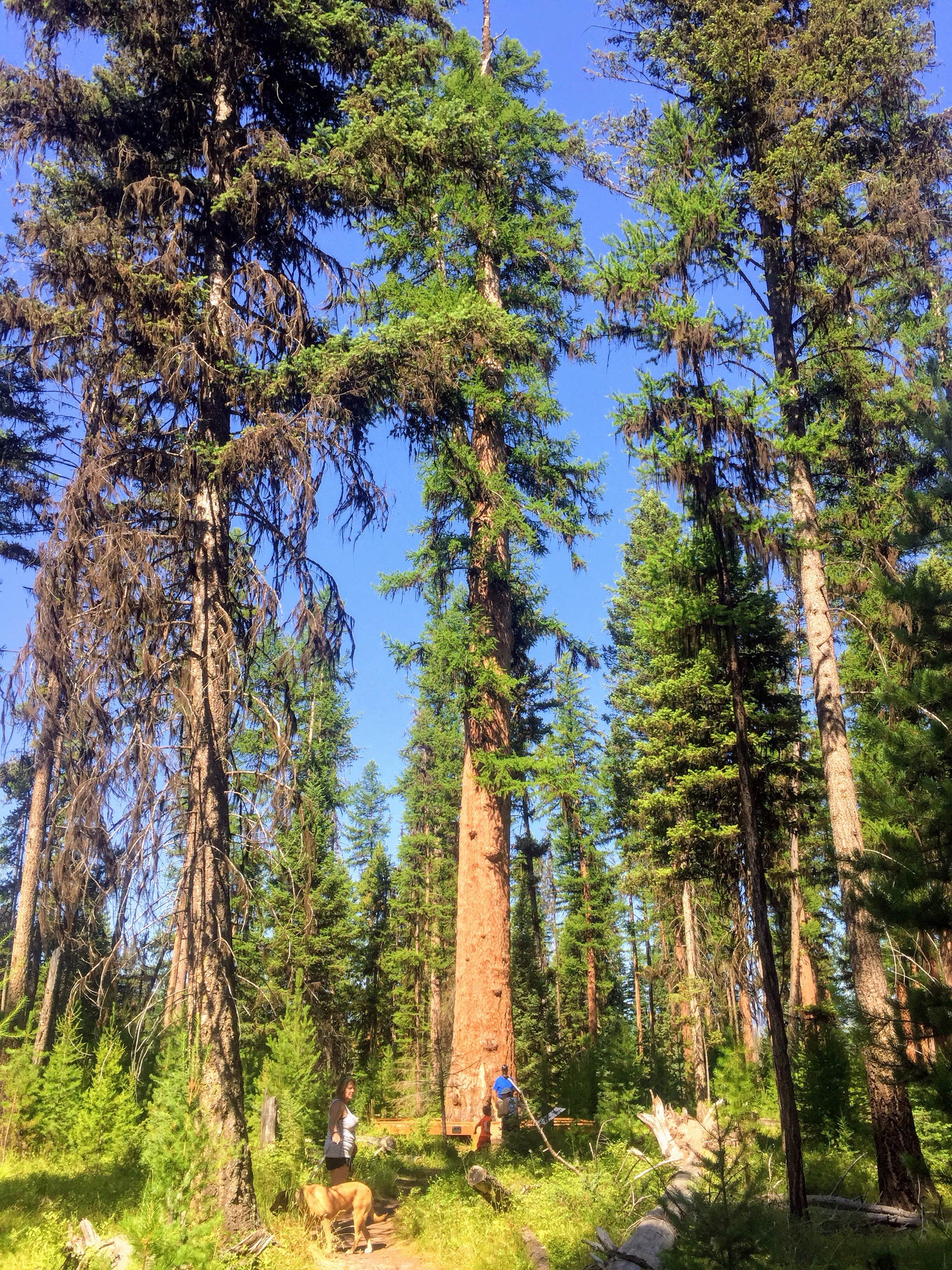 Camper submitted image from River Point Lolo Campground (Mt) — Lolo National Forest - 2