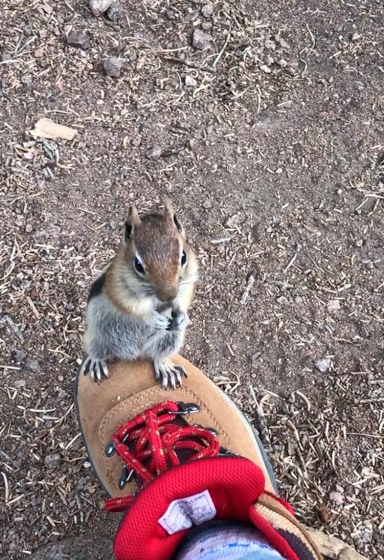 Kathrina M.'s photo of camping with pets at St Charles Campground - Lake Isabel near Westcliffe, CO