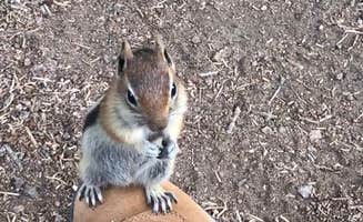 Kathrina M.'s photo of camping with pets at St Charles Campground - Lake Isabel near Rye, CO