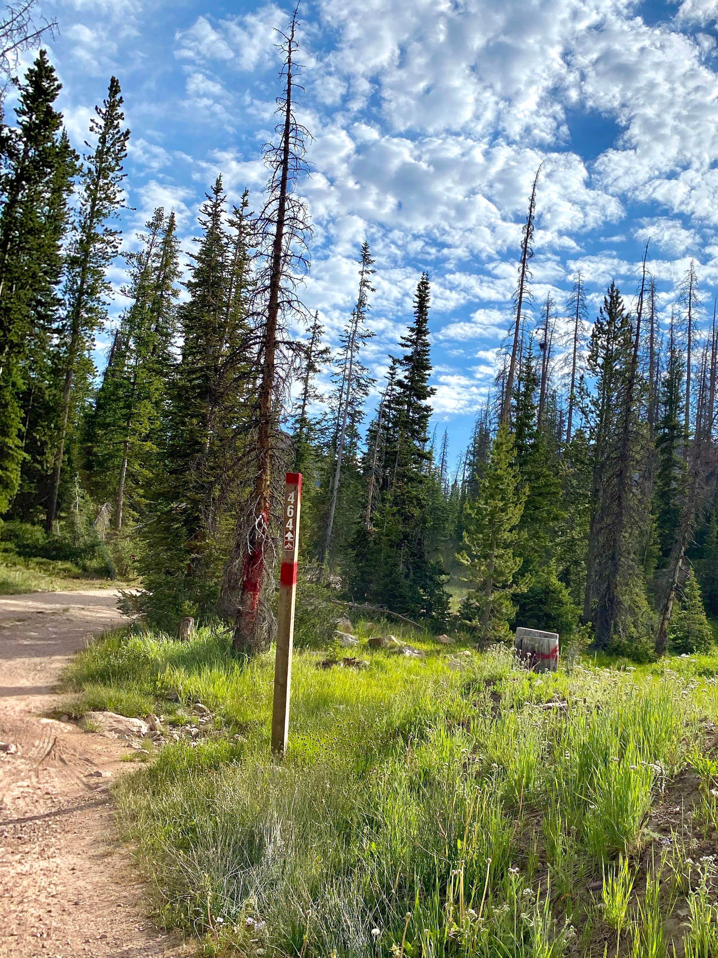 Camper submitted image from Uinta-Wasatch-Cache National Forest Dispersed Camping - 4