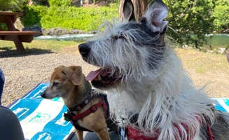 Vivi W.'s photo of camping with pets at Belknap Hot Springs Lodge and Gardens near Cascadia, OR