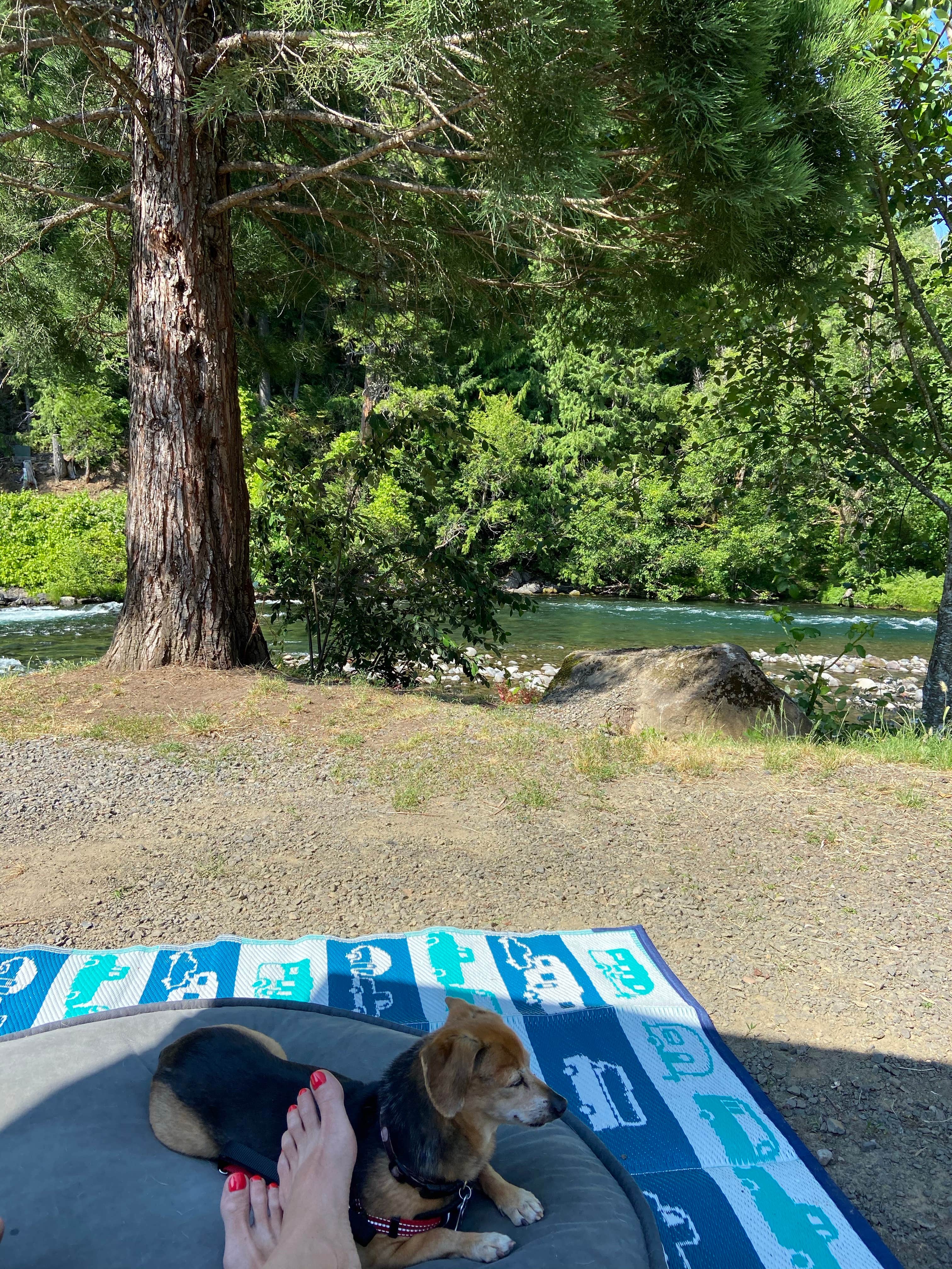 Vivi W.'s photo of camping with pets at Belknap Hot Springs Lodge and Gardens near Willamette National Forest