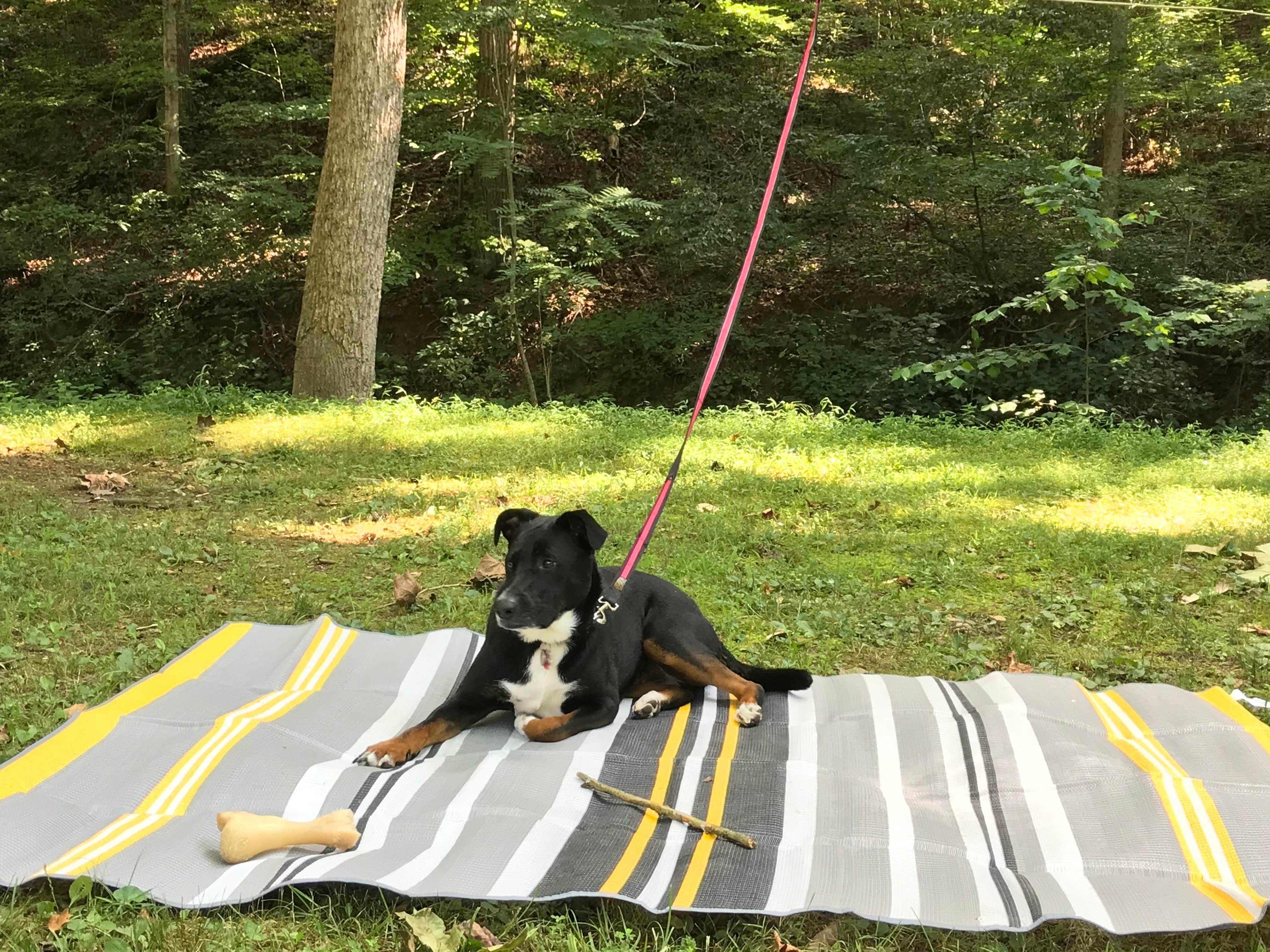 Shannon G.'s photo of camping with pets at Pike Lake State Park Campground near Paint Creek Lake