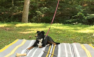 Shannon G.'s photo of camping with pets at Pike Lake State Park Campground near Manchester, OH