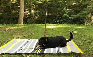 Shannon G.'s photo of camping with pets at Pike Lake State Park Campground near Manchester, OH