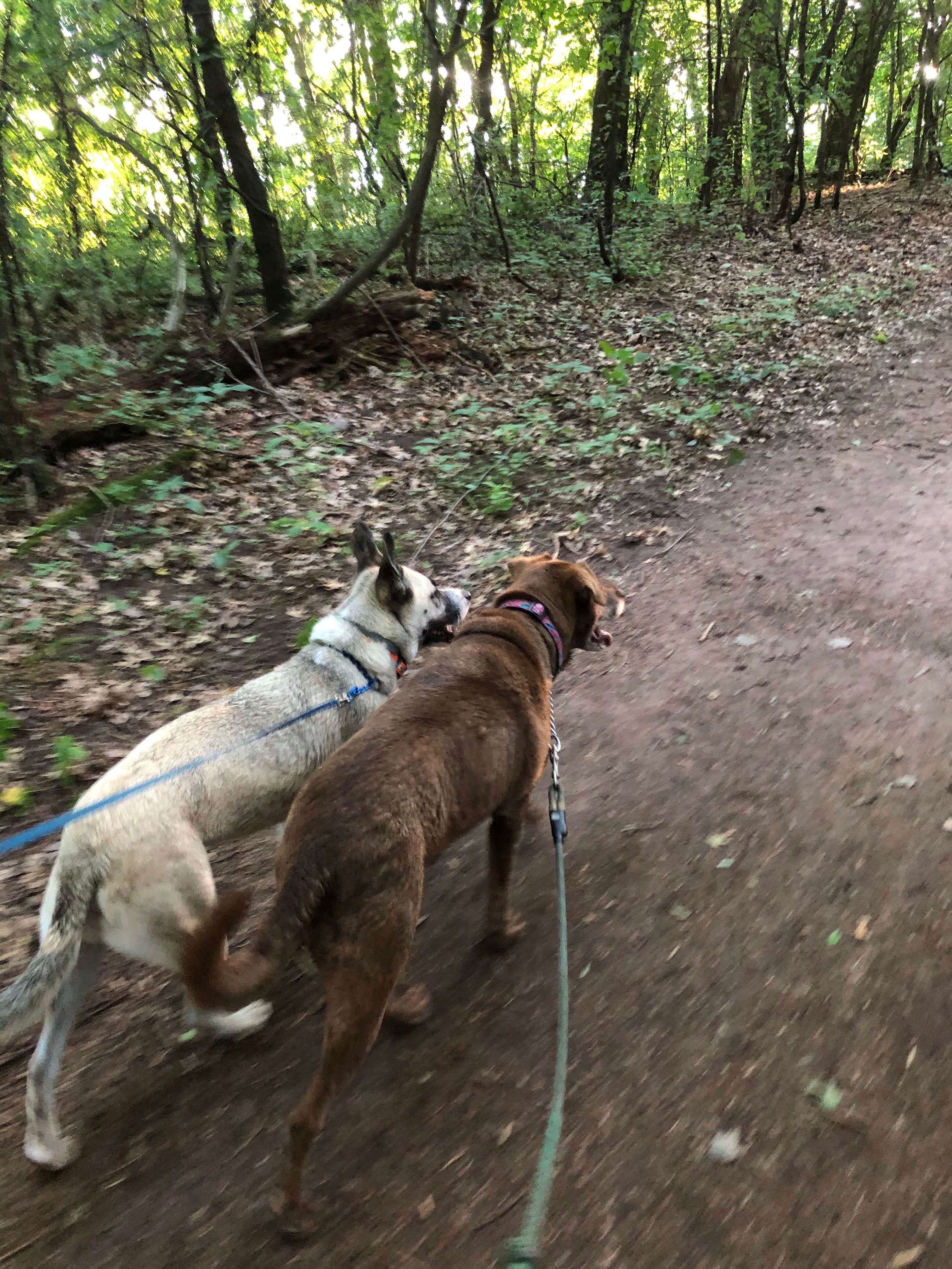Natasha G.'s photo of camping with pets at Lake Wissota State Park Campground near Menomonie, WI