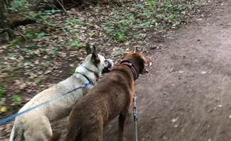 Natasha G.'s photo of camping with pets at Lake Wissota State Park Campground near Glenwood City, WI