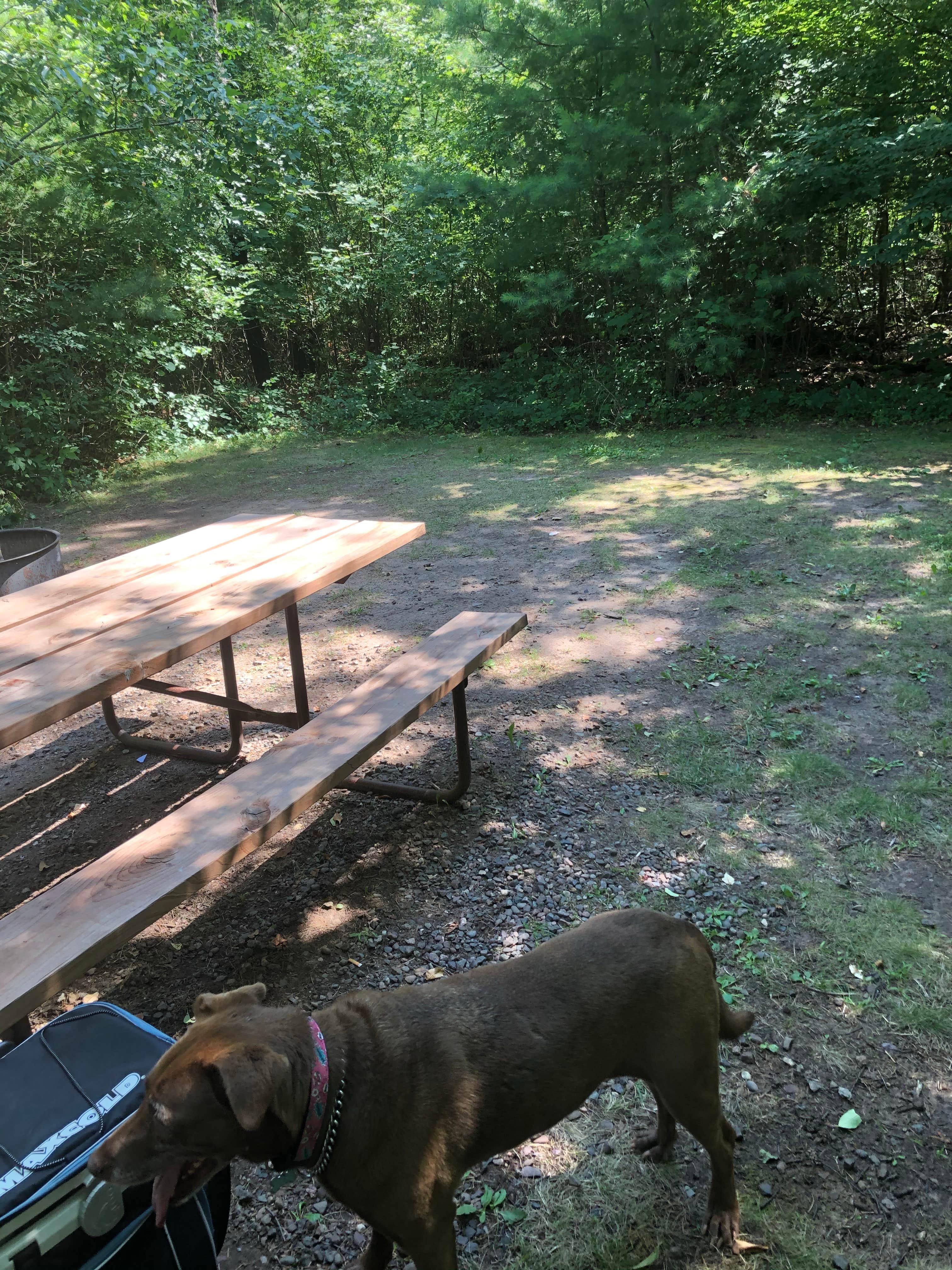 Natasha G.'s photo of camping with pets at Lake Wissota State Park Campground near Menomonie, WI