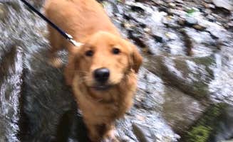 Justin O.'s photo of camping with pets at Kirkland Creek Campground and Cabins near Bryson City, NC