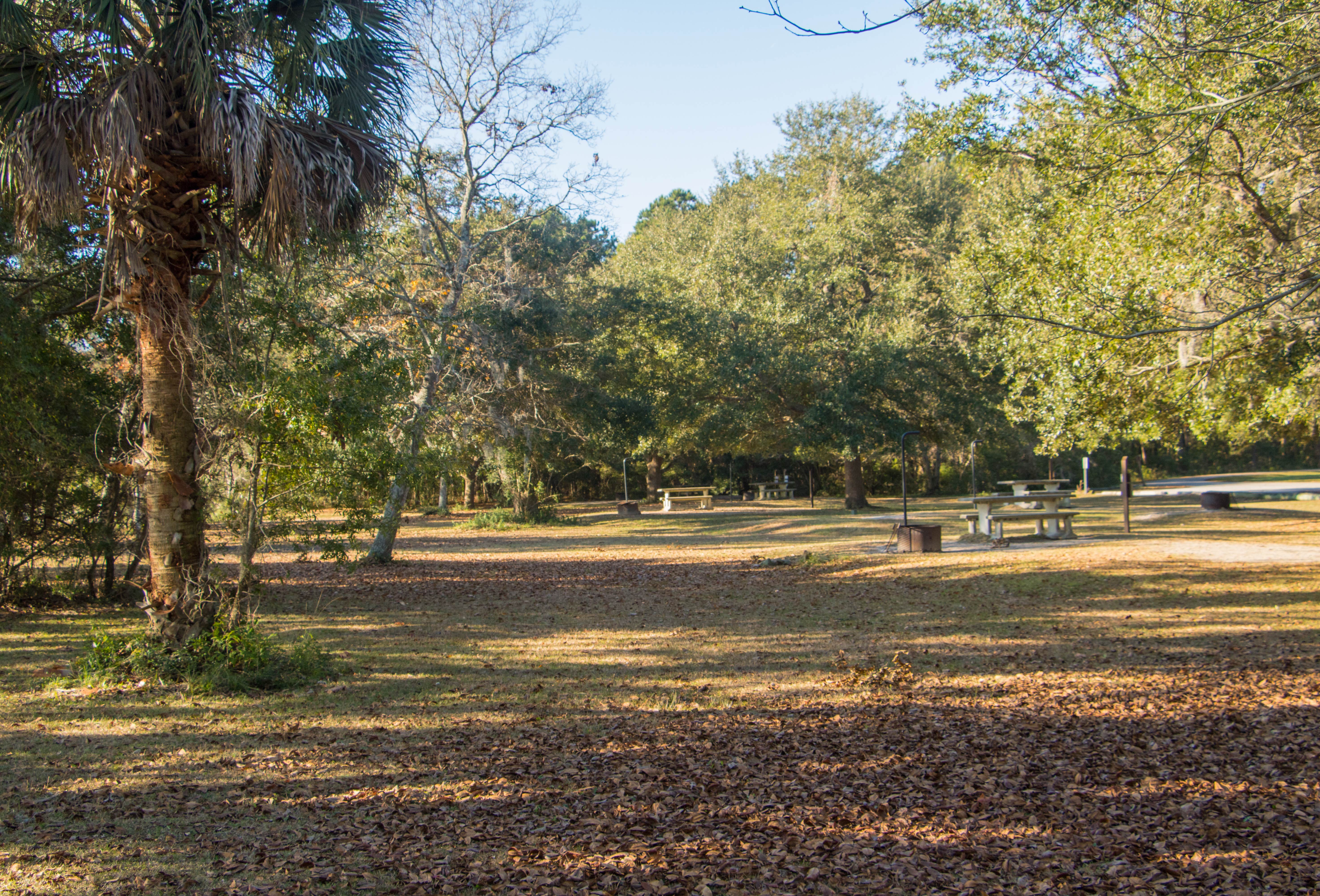 Buck Hall Buck Hall Recreation Area Camping | McClellanville, South Carolina