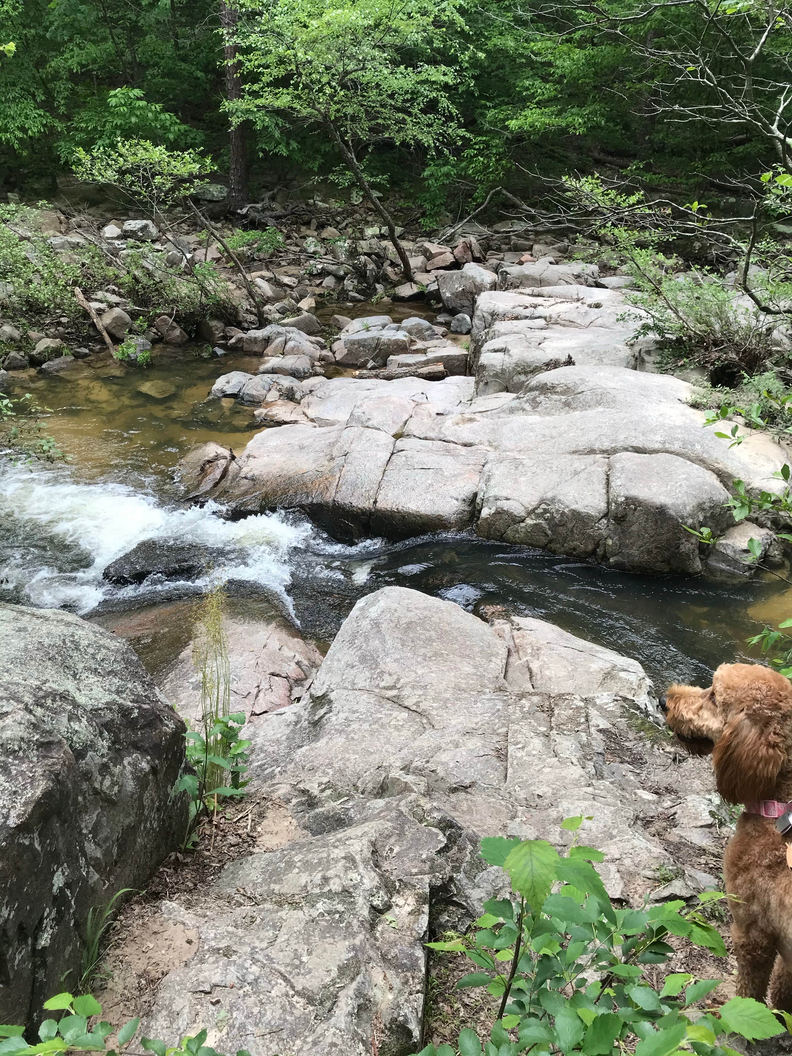 Kendall K.'s photo of camping with pets at Hawn State Park Campground near Perryville, MO